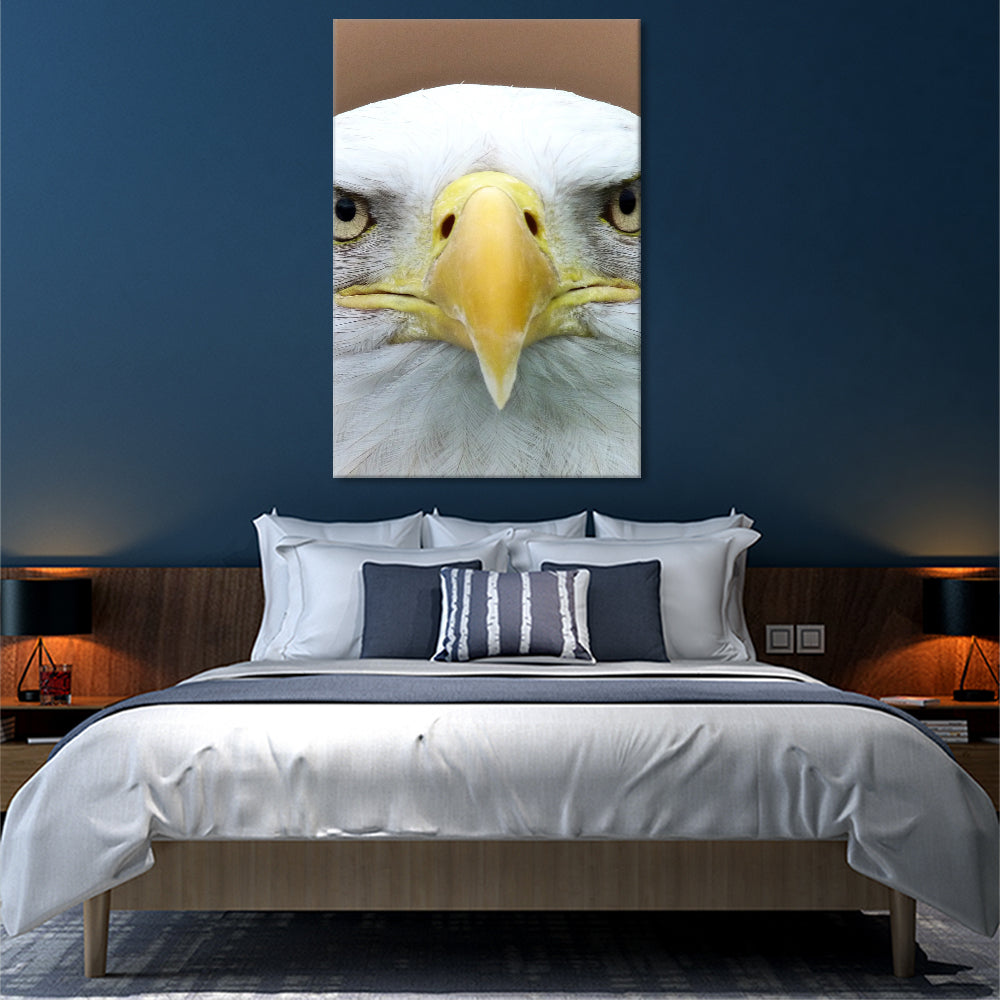 Bald eagle beak