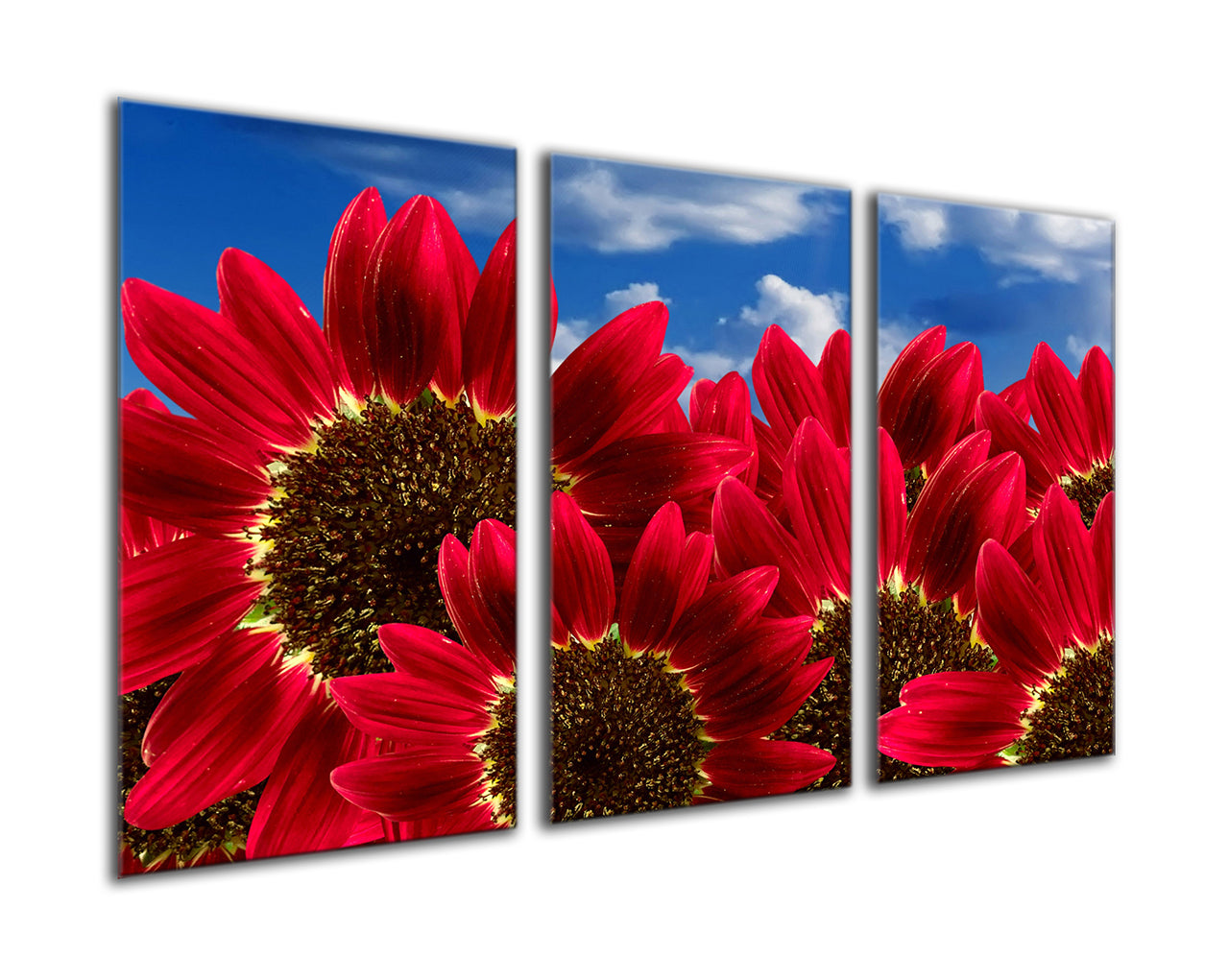 Red sunflowers bunch