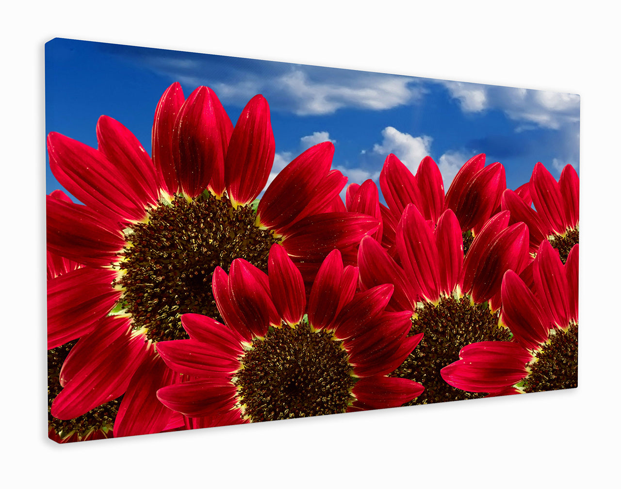 Red sunflowers bunch