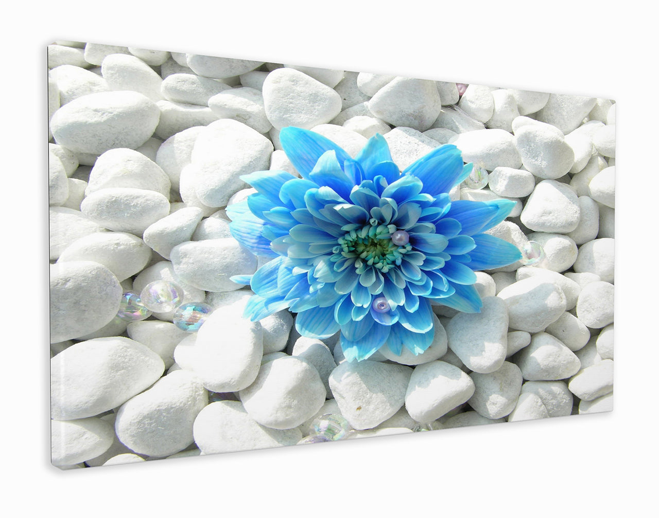 Blue flower on white pebbles