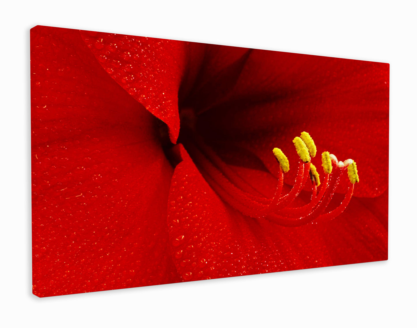 Rain on red petals
