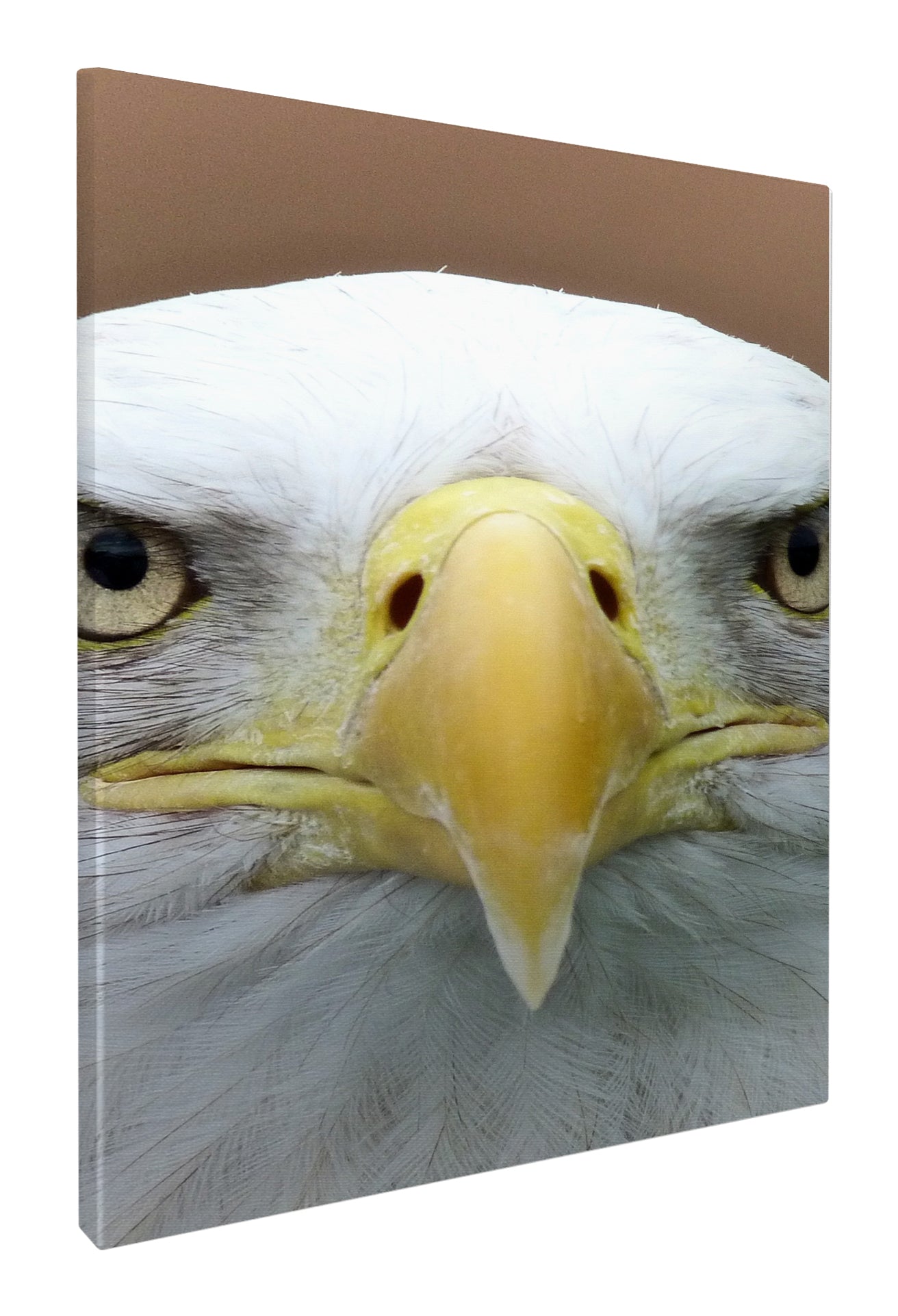 Bald eagle beak