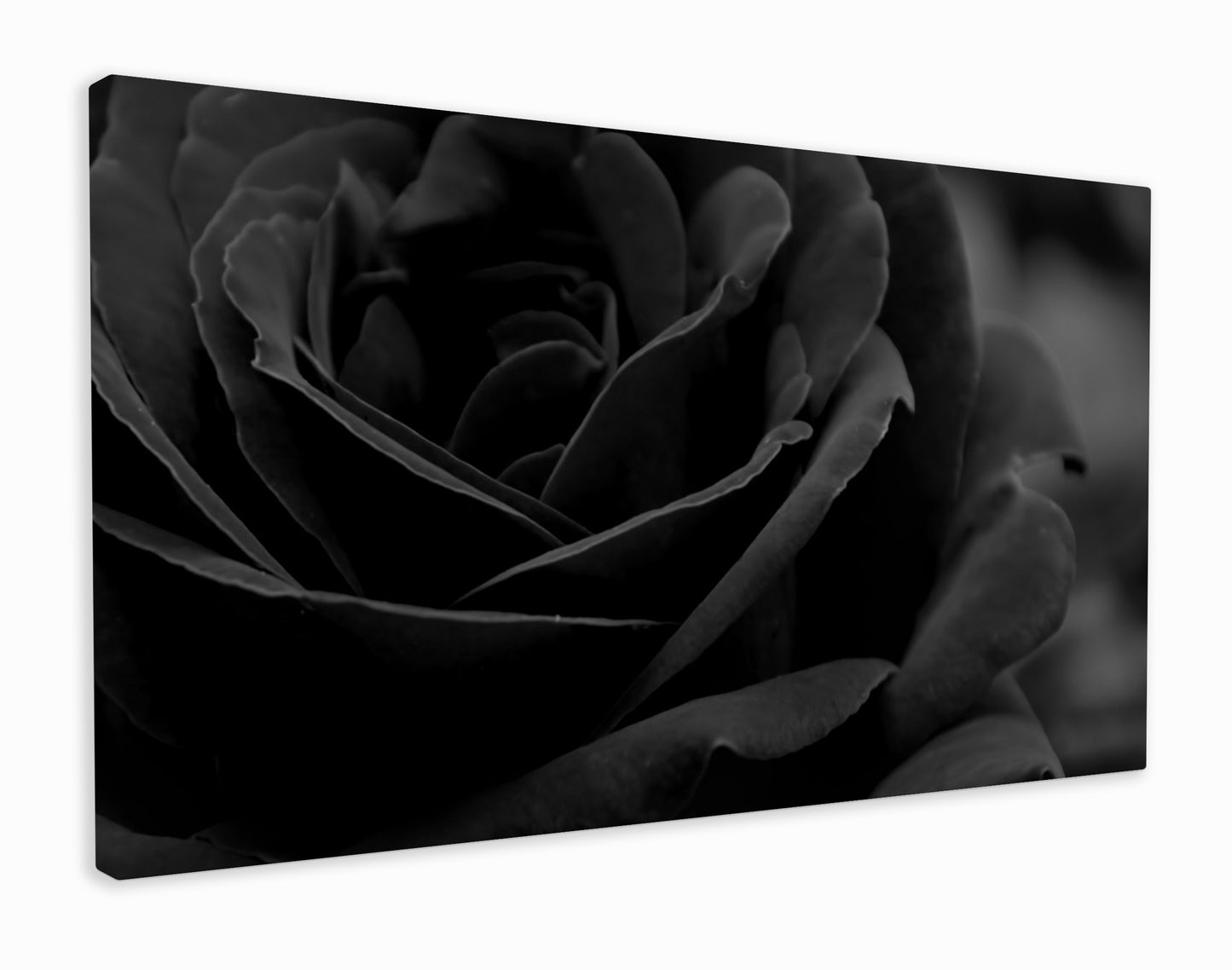 Perfect black rose